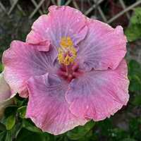 Taiwan Pink Veil